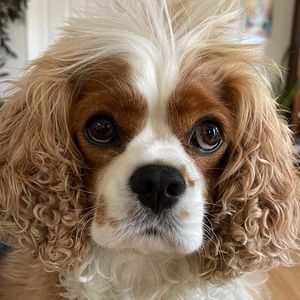 Meet your Posher, Ann